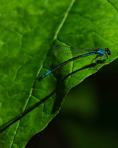 Me and My Shadow - Photo by Alene Galin