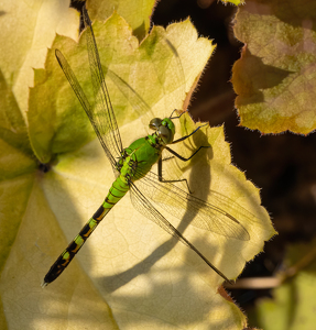 Me and My Shadow - Photo by Bob Ferrante