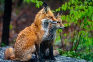 Me and My Shadow - Photo by Jeff Levesque