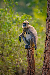 Class A HM: Meditating Langoor by Aadarsh Gopalakrishna