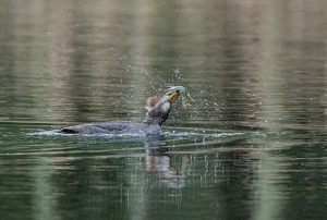 Merganser Successful Dive - Photo by Marylou Lavoie