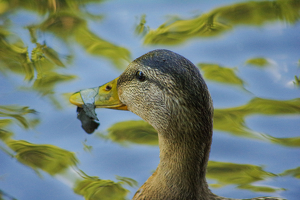 Messy Eater - Photo by Marylou Lavoie