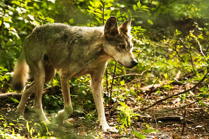 Mexican Gray Wolf on the prowl - Photo by Nancy Schumann