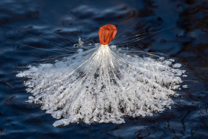 Class B 1st: Milkweed Ice Angel by Bob Ferrante