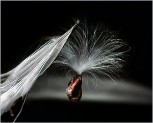 Milkweed Pod - Photo by Alene Galin