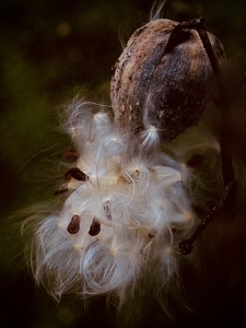 Class B HM: Milkweed Pod by Quyen Phan