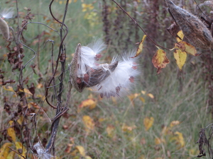 Milkweed Pods in a Meadow in New Hampshire - Photo by Chip Neumann