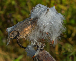 Milkweed With Dew - Photo by Bill Latournes