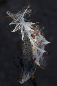 Milkweed - Photo by Bill Latournes