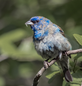 Class B 2nd: Molt-o Bello Young Indigo Bunting by Bob Ferrante