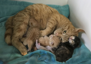 Mom and Babies - Photo by Linda Miller-Gargano