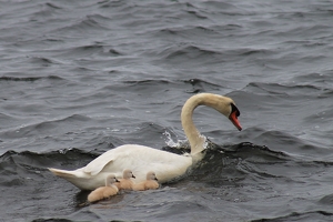 Class B 1st: Mom and Young by James Haney