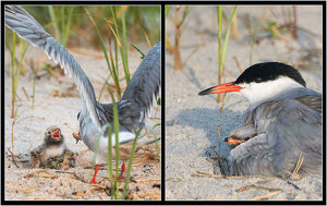 Mom Provides - Photo by John Straub