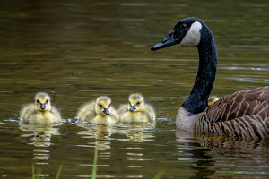 Mom Said Smile - Photo by Bill Payne