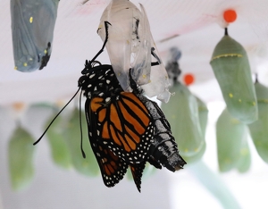 Monarch Butterfly Ranch - Photo by Bill Latournes