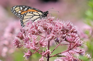 Class B HM: Monarch Butterfly by James Haney