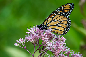 Monarch Dining - Photo by Bill Payne