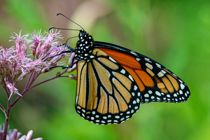 Monarch Munching Milkweed by Bill Payne