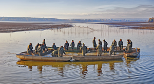 Moravian Fishermen Harvesting Their Catch - Photo by Louis Arthur Norton