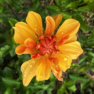 Morning dew - Photo by Dolores Brown