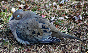 Class B 2nd: Morning Dove Taking a Nap by Harold Grimes