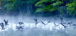 Class B 2nd: Morning flight south, slight mist by Gary Gianini