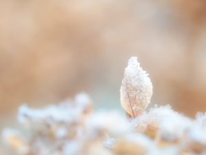 Morning Frost on Petal - Photo by Quannah Leonard