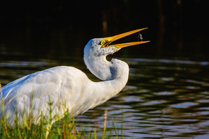 Morning Snack - Photo by Bill Payne