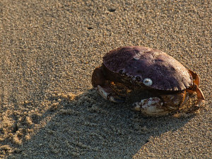 Morning Stroll - Photo by Alene Galin