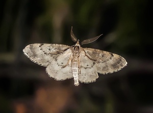 Class B 2nd: Moth Portrait by Kristin Long