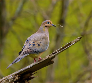 Mourning Dove with Nest Piece by John Straub