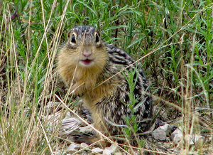 Mr. Ground Squirrel - Canadian Variety - Photo by John Clancy