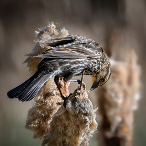 Mrs. Red-Winged Black Bird dining - Photo by Bill Payne