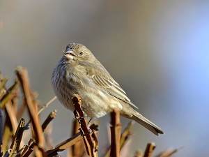 Class B 2nd: Munching out by Charles Huband