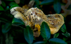 Mushroom Puppy - Photo by Linda Miller-Gargano