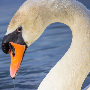 Mute Swan - Photo by Merle Yoder