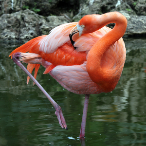 Nap time - Photo by Ron Thomas