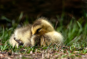 Naptime - Photo by Linda Fickinger