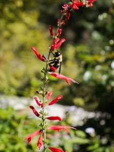 Nature's Alchemist - Photo by Julie Keller