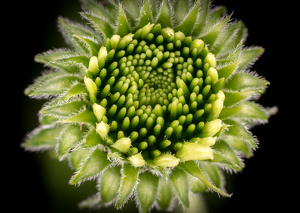 Natures Green Beauty - Photo by David McCary