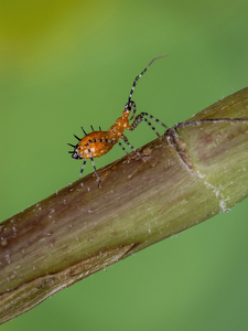 Nature's Take On Punk Rock - Photo by Karin Lessard