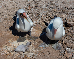 Nazca Boobies In The Midday Sun - Photo by Bob Ferrante