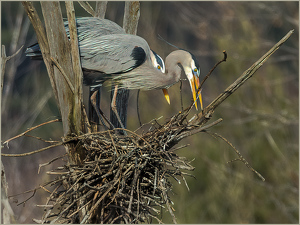 Nest Building - Photo by Frank Zaremba MNEC