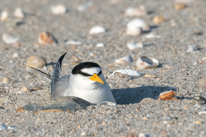 Nesting Piping Plover - Photo by Lorraine Cosgrove