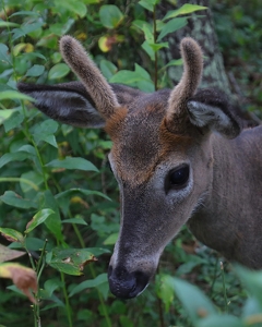 Nice Antlers - Photo by Bill Latournes