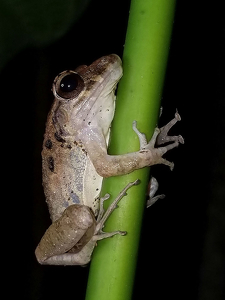 Night Watchman - Photo by Mary Anne Sirkin