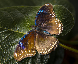 No Fly Zone - Photo by Mary Anne Sirkin