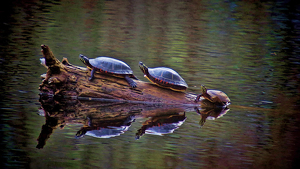 No Hands - Photo by Richard Busch