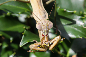 Class B HM: No, you cannot have some of my lunch by Ian Veitzer