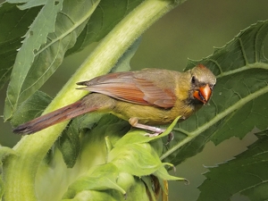 Class B HM: Northern Cardinal by Quyen Phan